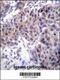 Dishevelled Segment Polarity Protein 3 antibody, 56-188, ProSci, Immunohistochemistry frozen image 