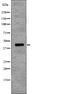 N-Myc Downstream Regulated 1 antibody, PA5-64838, Invitrogen Antibodies, Western Blot image 
