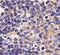 Toll Like Receptor 1 antibody, 3639, ProSci, Immunohistochemistry frozen image 