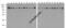 Vinculin antibody, 7807-biotin, ProSci, Western Blot image 