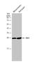 Distal-Less Homeobox 1 antibody, NBP2-16178, Novus Biologicals, Western Blot image 
