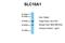 Solute Carrier Family 10 Member 1 antibody, NBP1-60109, Novus Biologicals, Western Blot image 