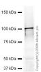 Piwi Like RNA-Mediated Gene Silencing 2 antibody, ab36764, Abcam, Western Blot image 