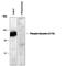 Dynamin 1 antibody, PPS005, R&D Systems, Western Blot image 