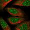 SOS Ras/Rho Guanine Nucleotide Exchange Factor 2 antibody, PA5-61488, Invitrogen Antibodies, Immunofluorescence image 