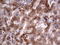 Aspartoacylase antibody, LS-C339553, Lifespan Biosciences, Immunohistochemistry frozen image 