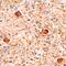 SEP antibody, MAB3749, R&D Systems, Immunohistochemistry frozen image 