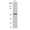 Secretin Receptor antibody, LS-C386000, Lifespan Biosciences, Western Blot image 