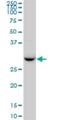 Retinol Dehydrogenase 13 antibody, H00112724-B01P, Novus Biologicals, Western Blot image 