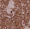 Transmembrane P24 Trafficking Protein 6 antibody, NBP1-81161, Novus Biologicals, Immunohistochemistry frozen image 