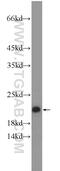 C-Type Lectin Domain Family 3 Member B antibody, 20311-1-AP, Proteintech Group, Western Blot image 