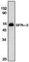 GDNF Family Receptor Alpha 2 antibody, MBS395607, MyBioSource, Western Blot image 