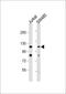Mitogen-Activated Protein Kinase Kinase Kinase 9 antibody, 63-287, ProSci, Western Blot image 