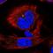 Testis Expressed 12 antibody, NBP1-90989, Novus Biologicals, Immunofluorescence image 