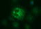 Methylmalonyl-CoA Mutase antibody, LS-C788344, Lifespan Biosciences, Immunofluorescence image 