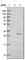 Regulator Of Microtubule Dynamics 1 antibody, HPA026495, Atlas Antibodies, Western Blot image 