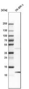 S100 Calcium Binding Protein A8 antibody, NBP1-90314, Novus Biologicals, Western Blot image 