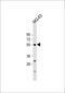 Bone morphogenetic protein 3 antibody, 58-873, ProSci, Western Blot image 