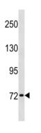 Synapsin I antibody, abx034767, Abbexa, Western Blot image 
