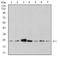 Anaphase Promoting Complex Subunit 10 antibody, NBP2-61889, Novus Biologicals, Western Blot image 
