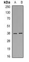 PON2 antibody, abx142155, Abbexa, Western Blot image 