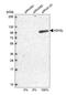 SET1 antibody, NBP1-88858, Novus Biologicals, Western Blot image 