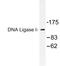 DNA Ligase 1 antibody, LS-C177038, Lifespan Biosciences, Western Blot image 