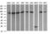 Dynamin 1 Like antibody, M00556-1, Boster Biological Technology, Western Blot image 