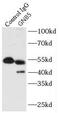 G Protein Subunit Beta 5 antibody, FNab03543, FineTest, Immunoprecipitation image 