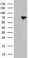 Heat Shock Protein Family A (Hsp70) Member 1 Like antibody, TA812115S, Origene, Western Blot image 