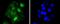 Signal Transducer And Activator Of Transcription 5A antibody, NBP2-67601, Novus Biologicals, Immunofluorescence image 