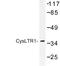 Cysteinyl Leukotriene Receptor 1 antibody, LS-C177152, Lifespan Biosciences, Western Blot image 