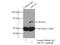 ATP Binding Cassette Subfamily G Member 1 antibody, 13578-1-AP, Proteintech Group, Immunoprecipitation image 