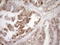 Mediator Complex Subunit 15 antibody, LS-C791447, Lifespan Biosciences, Immunohistochemistry paraffin image 