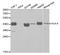 HLA class I histocompatibility antigen, A-3 alpha chain antibody, LS-B13866, Lifespan Biosciences, Western Blot image 