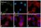 KDEL  antibody, PA5-29705, Invitrogen Antibodies, Immunofluorescence image 