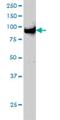 Ubiquitin Like With PHD And Ring Finger Domains 1 antibody, H00029128-M01, Novus Biologicals, Western Blot image 