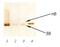 S100 Calcium Binding Protein A1 antibody, ab14849, Abcam, Western Blot image 