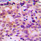 Ataxin 7 Like 1 antibody, LS-C354553, Lifespan Biosciences, Immunohistochemistry frozen image 
