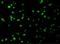 MCL1 Apoptosis Regulator, BCL2 Family Member antibody, GTX31708, GeneTex, Immunofluorescence image 