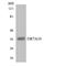 Olfactory Receptor Family 7 Subfamily A Member 10 antibody, LS-C200422, Lifespan Biosciences, Western Blot image 