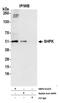 Sedoheptulokinase antibody, NBP2-61223, Novus Biologicals, Western Blot image 