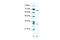 ASH2 Like, Histone Lysine Methyltransferase Complex Subunit antibody, 28-032, ProSci, Western Blot image 