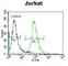 Round Spermatid Basic Protein 1 antibody, abx026310, Abbexa, Western Blot image 