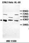 Mitogen-Activated Protein Kinase 1 antibody, orb96229, Biorbyt, Western Blot image 