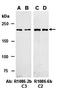 Tet Methylcytosine Dioxygenase 2 antibody, orb67238, Biorbyt, Western Blot image 
