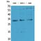 Synaptonemal Complex Protein 3 antibody, LS-C386885, Lifespan Biosciences, Western Blot image 