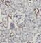 MAF BZIP Transcription Factor antibody, FNab04929, FineTest, Immunohistochemistry frozen image 