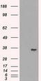 Lactate Dehydrogenase A antibody, LS-C784339, Lifespan Biosciences, Western Blot image 