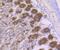 Golgi Phosphoprotein 3 antibody, NBP2-75515, Novus Biologicals, Immunohistochemistry paraffin image 